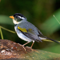 Saffron-billed Sparrow